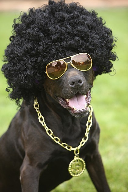 Dog With Afro - Credit- iStockphoto - 91633673