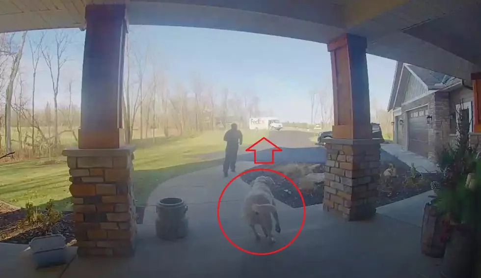 Return to Sender: Midwest Dog Takes Package Back to Delivery Man