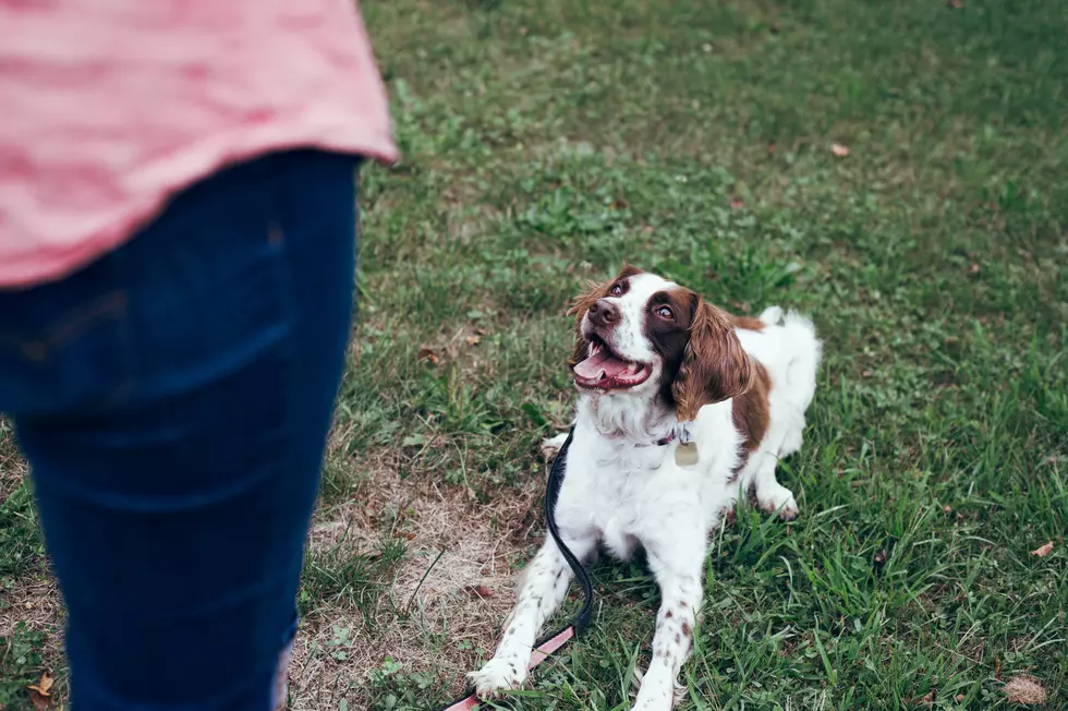 Man Walks 50 Dogs on His 50th Birthday and Raises Nearly $12,000