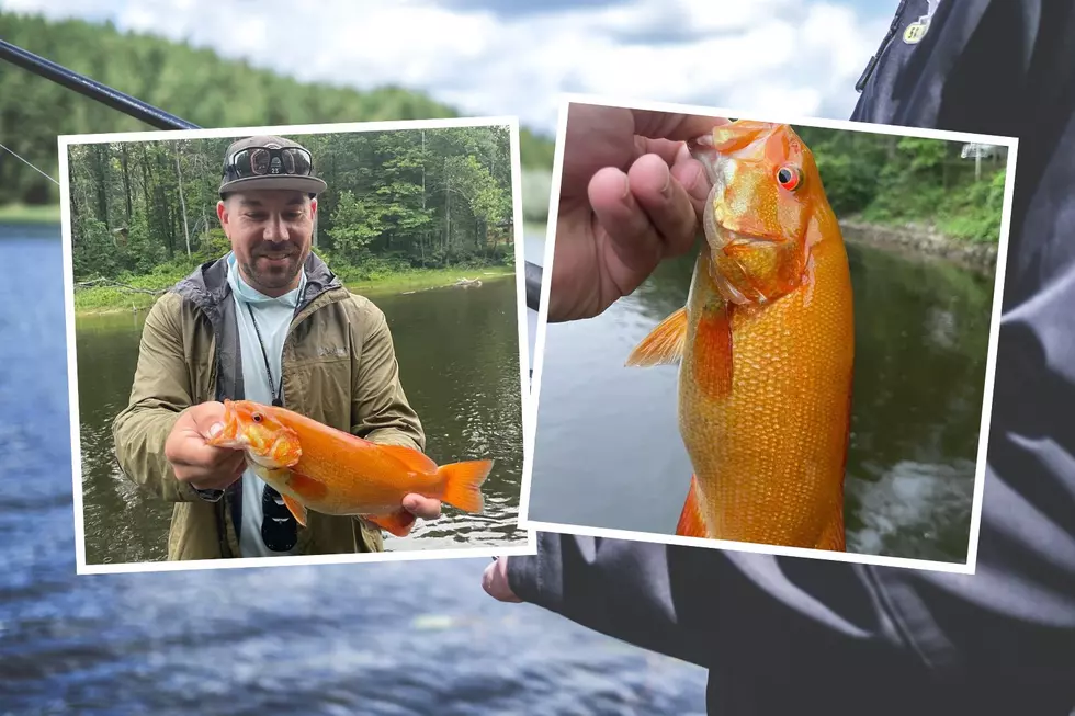 Indiana Man Reels In One of a Kind Gold Bass from Muskegon River