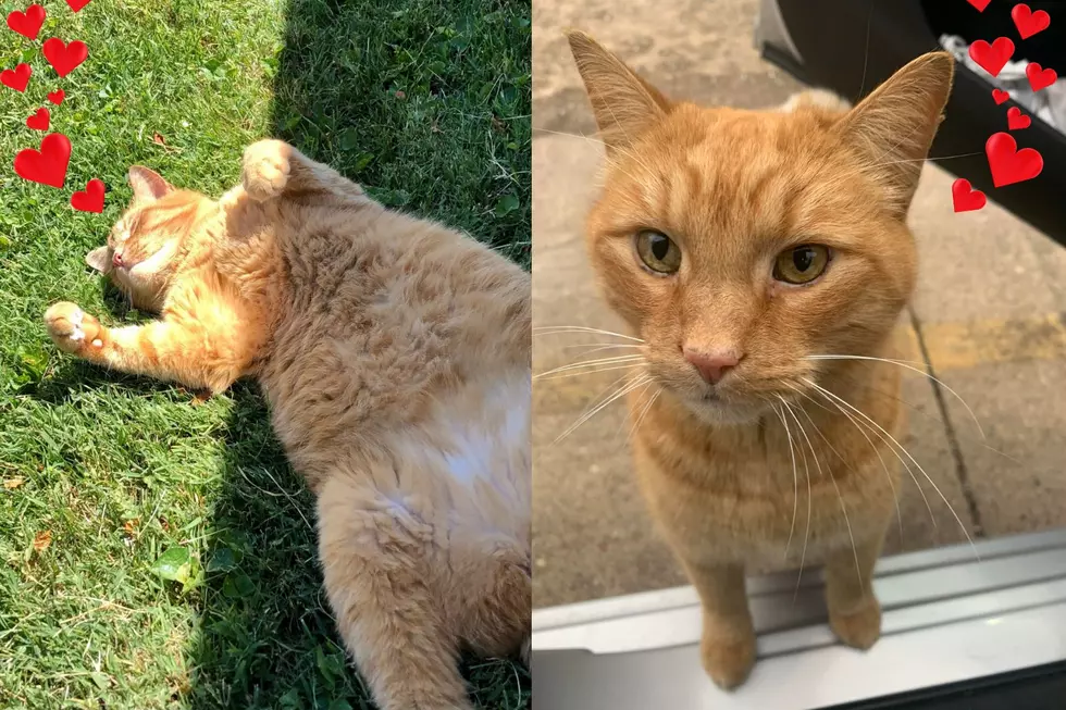 Meet the Stray That Came to Stay at an Indiana Domestic Violence Shelter