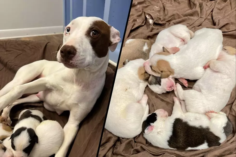 Sweet Mama and Her Pups Need a Loving Foster Home in Southern Indiana