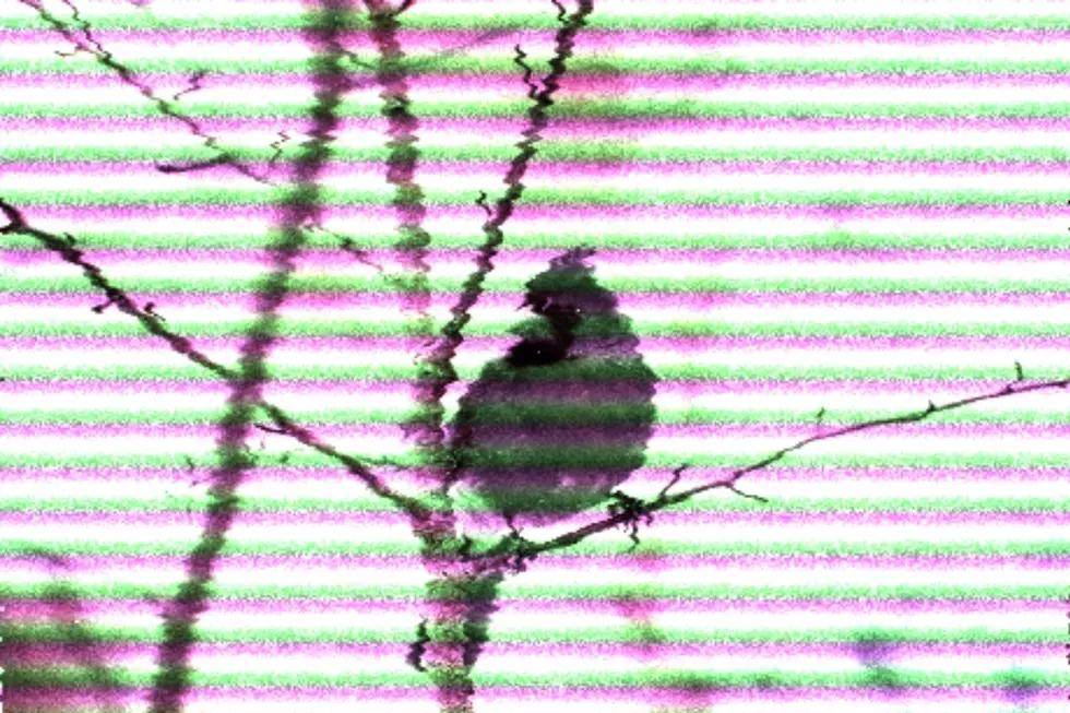 One of the Rarest Cardinals in the World Was Recently Spotted in Tennessee